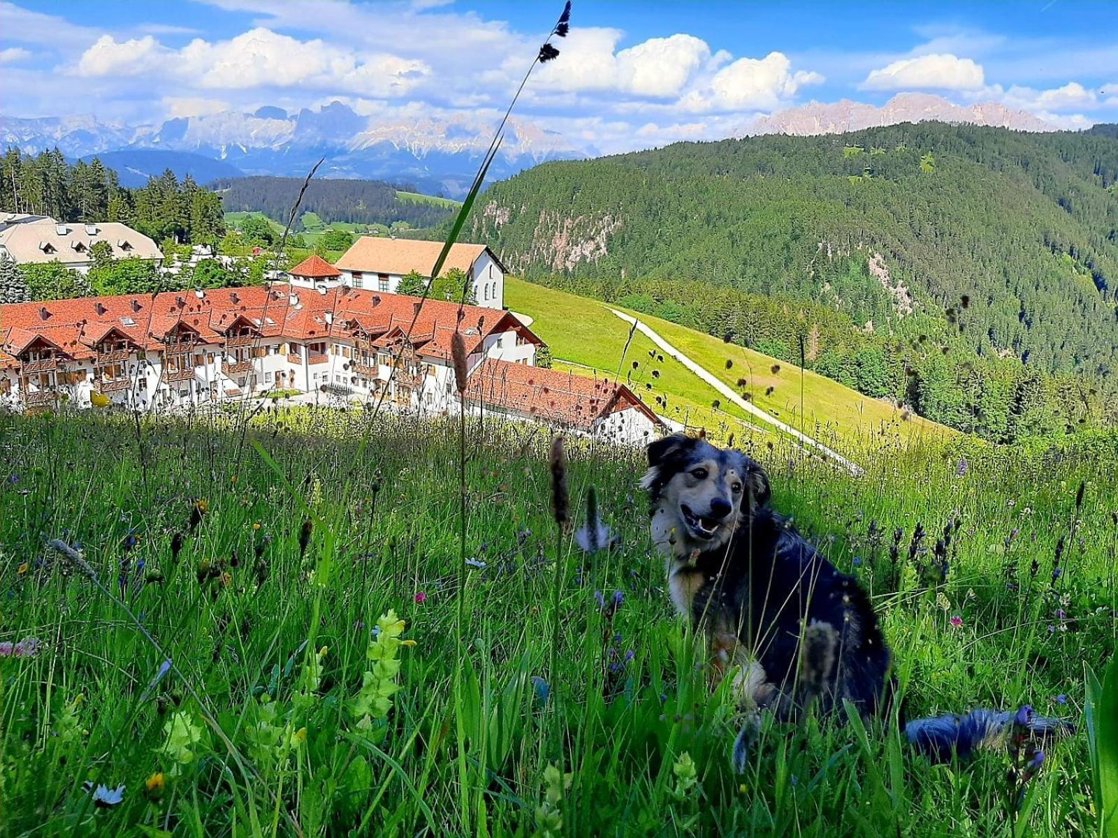 Gasthof Schmiederalm Aldino Esterno foto